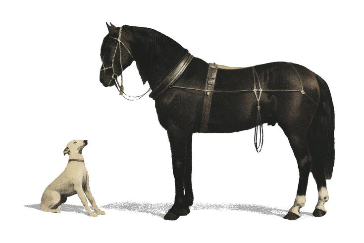 Orloffer (Orloff Horse) di Emil Volkers (1880), un&#39;illustrazione di un cavallo nero e un cane bianco. Miglioramento digitale di rawpixel. vettore