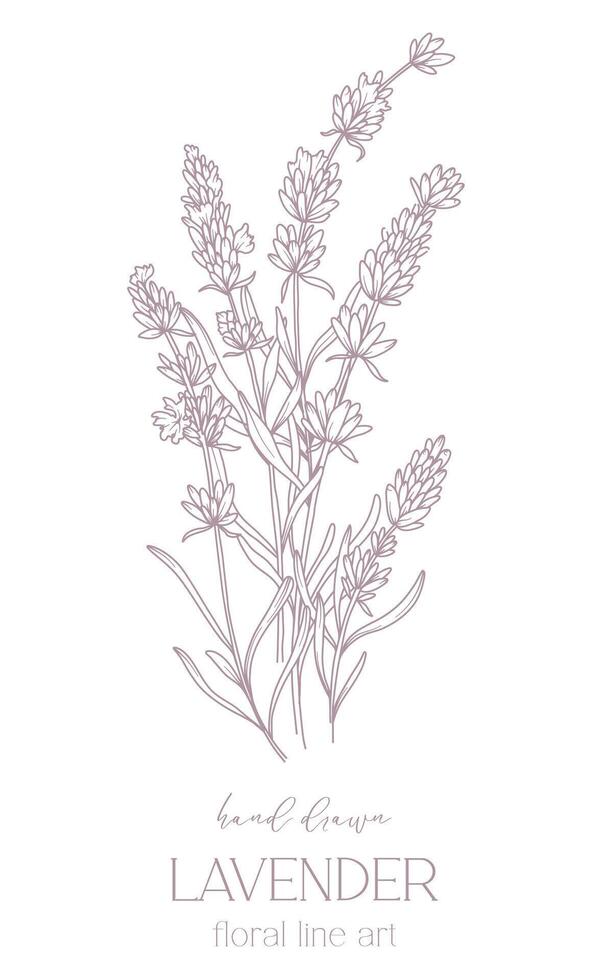 lavanda linea disegno. nero e bianca floreale mazzi di fiori. fiore colorazione pagina. floreale linea arte. bene linea lavanda illustrazione. mano disegnato fiori. botanico colorazione. nozze invito fiori vettore