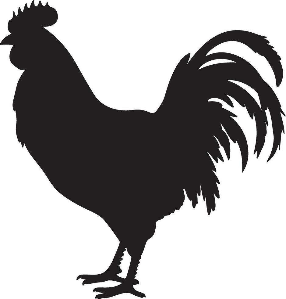 pollo silhouette vettore illustrazione bianca sfondo