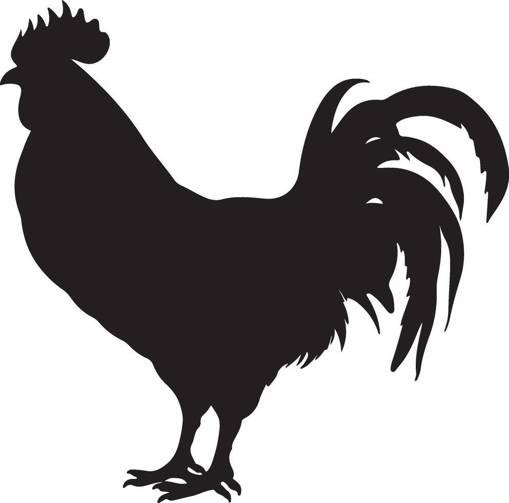 pollo silhouette vettore illustrazione bianca sfondo