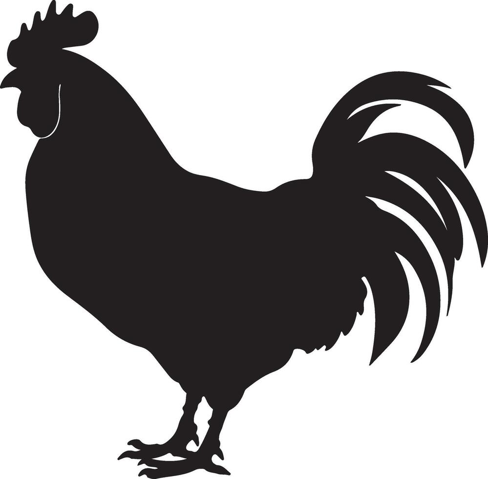 pollo silhouette vettore illustrazione bianca sfondo