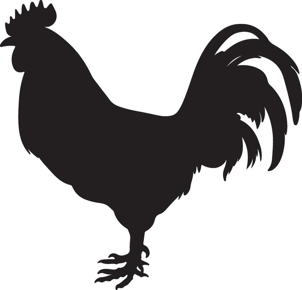 pollo silhouette vettore illustrazione bianca sfondo