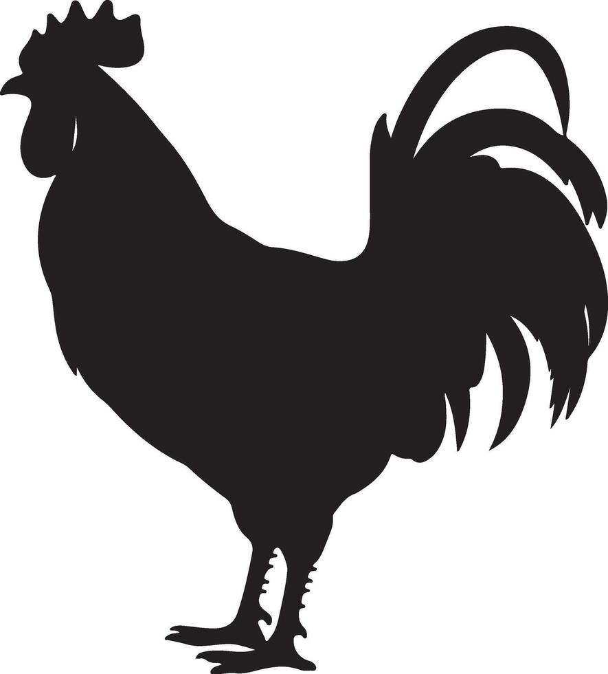 pollo silhouette vettore illustrazione bianca sfondo