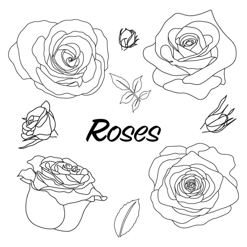impostato di nero e bianca schema Rose vettore, Rose e le foglie su bianca sfondo per saluto carta e invito di il nozze vettore