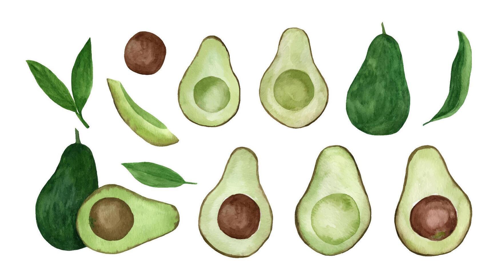 impostato di acquerello avocado. mano disegnato tropicale illustrazione. vettore