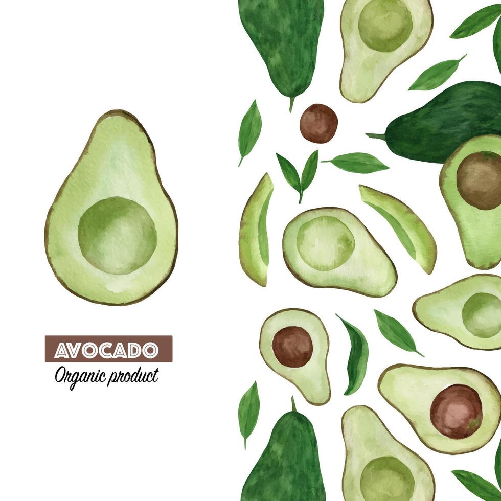 creativo disposizione fatto di acquerello avocado vettore