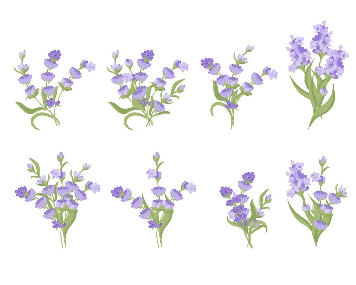 impostato di mazzi di fiori di lavanda fiori. vettore illustrazione isolato su bianca sfondo.