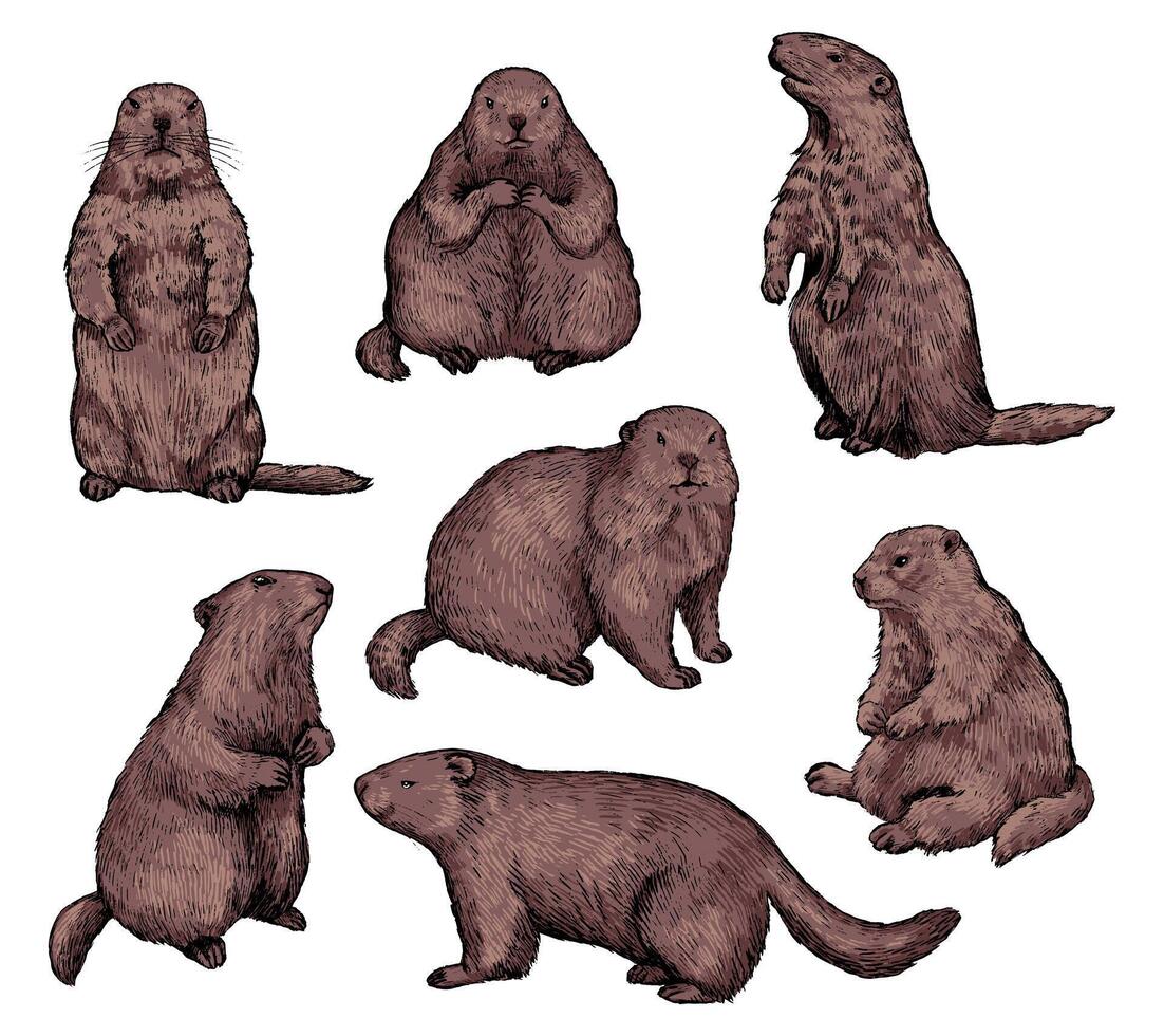 impostato di marnots vettore illustrazione. realistico marmotte nel diverso posizioni. carino marmotta collezione. marmotta giorno vacanza elementi. Vintage ▾ colorato schizzi isolato su bianca.