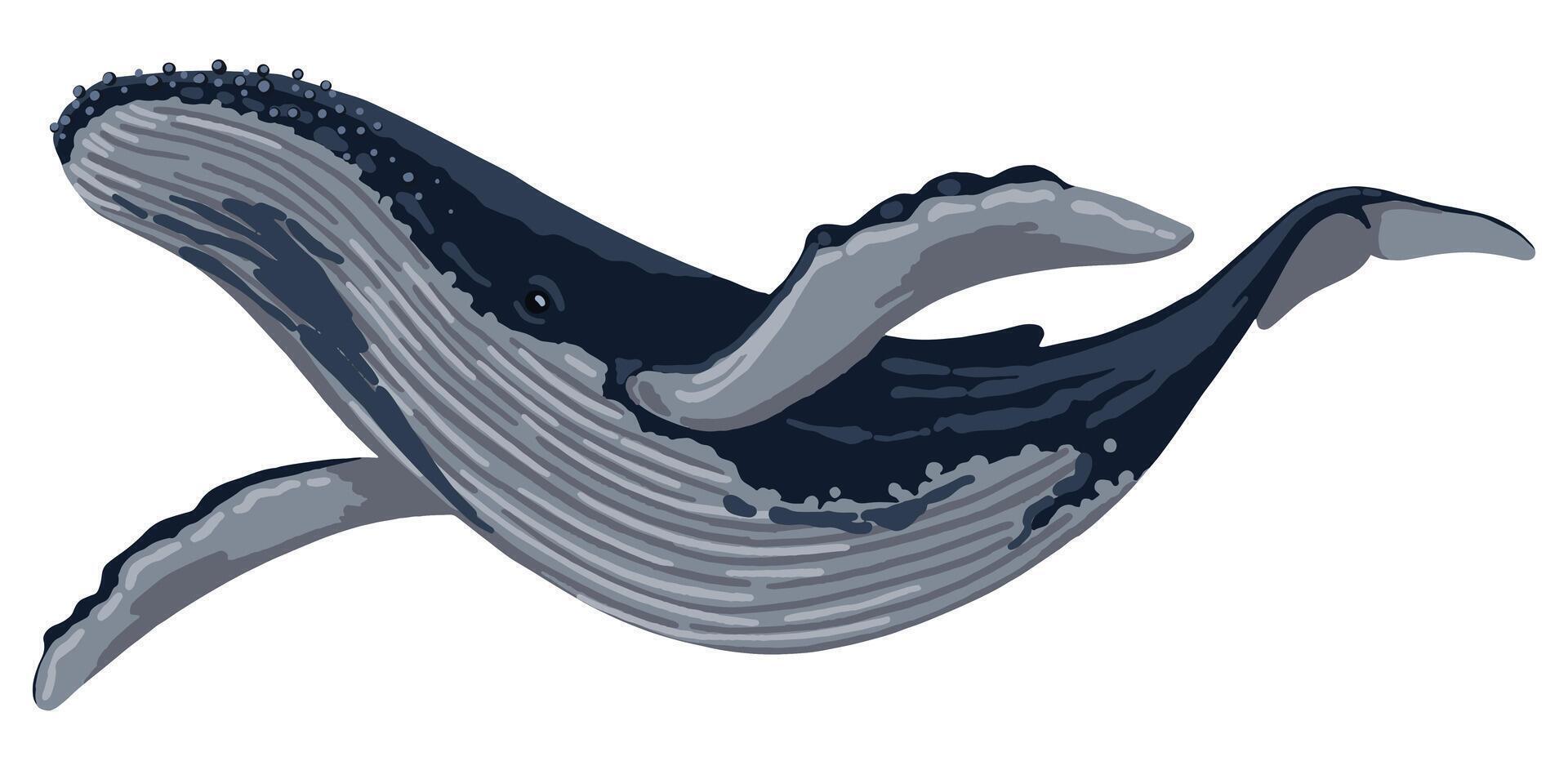 blu balena mano disegnato vettore illustrazione. oceano mammifero animale. bellissimo subacqueo fauna. volumetrica disegno isolato su bianca sfondo. singolo clipart per design Stampa, etichetta, arredamento.