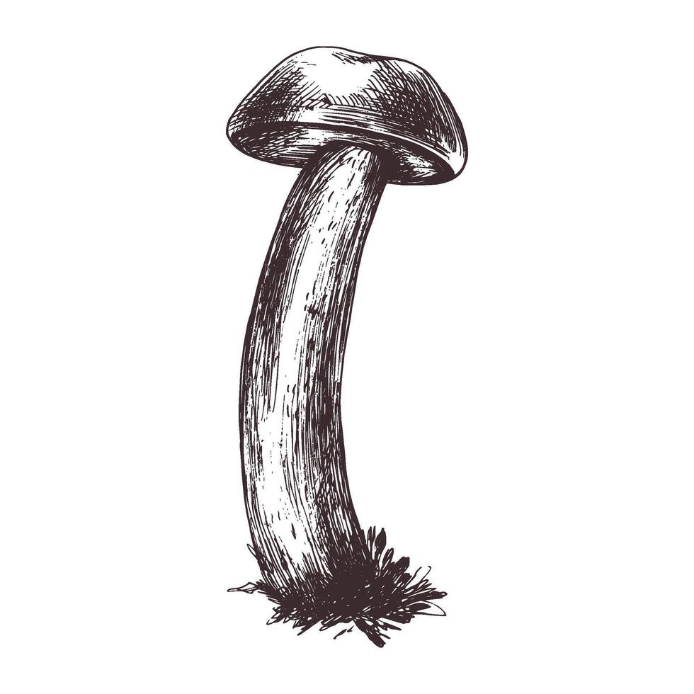 foresta commestibile fungo boletus con muschio su un' stelo. grafico botanico illustrazione mano disegnato nel Marrone inchiostro. per ricette, confezione, autunno Festival, raccolto. isolato oggetto vettore