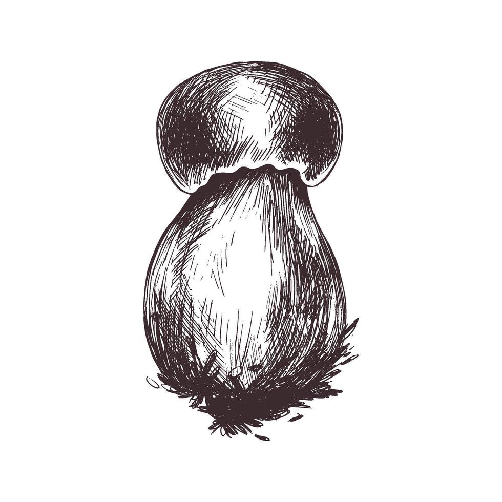 foresta commestibile fungo boletus con muschio su un' stelo. grafico botanico illustrazione mano disegnato nel Marrone inchiostro. per ricette, confezione, autunno Festival, raccolto. isolato oggetto vettore