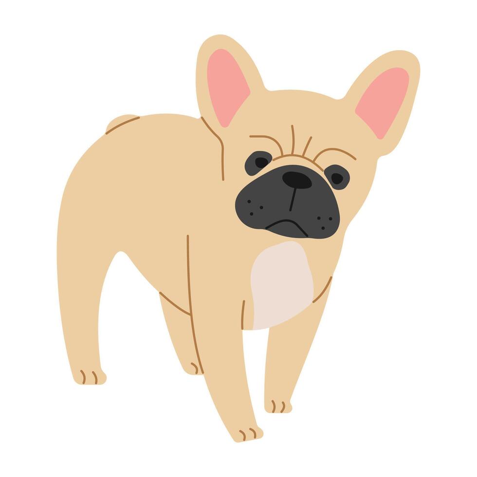 francese bulldog carino su un' bianca sfondo, vettore illustrazione.