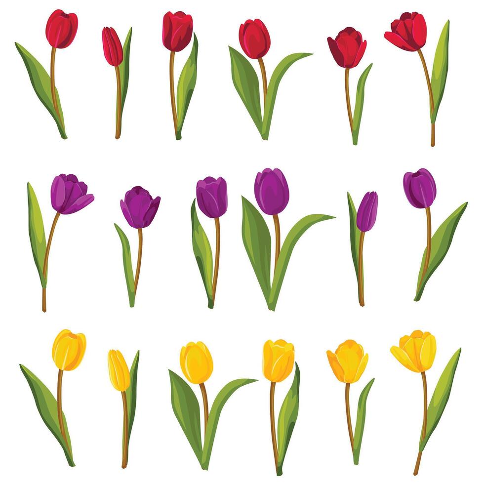 impostato di colorato tulipani. vettore illustrazione.