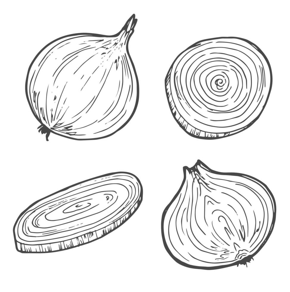 mano disegnato cipolla, metà un cipolla, e cipolla anelli. nero e bianca. vettore illustrazione isolato su un' bianca sfondo.