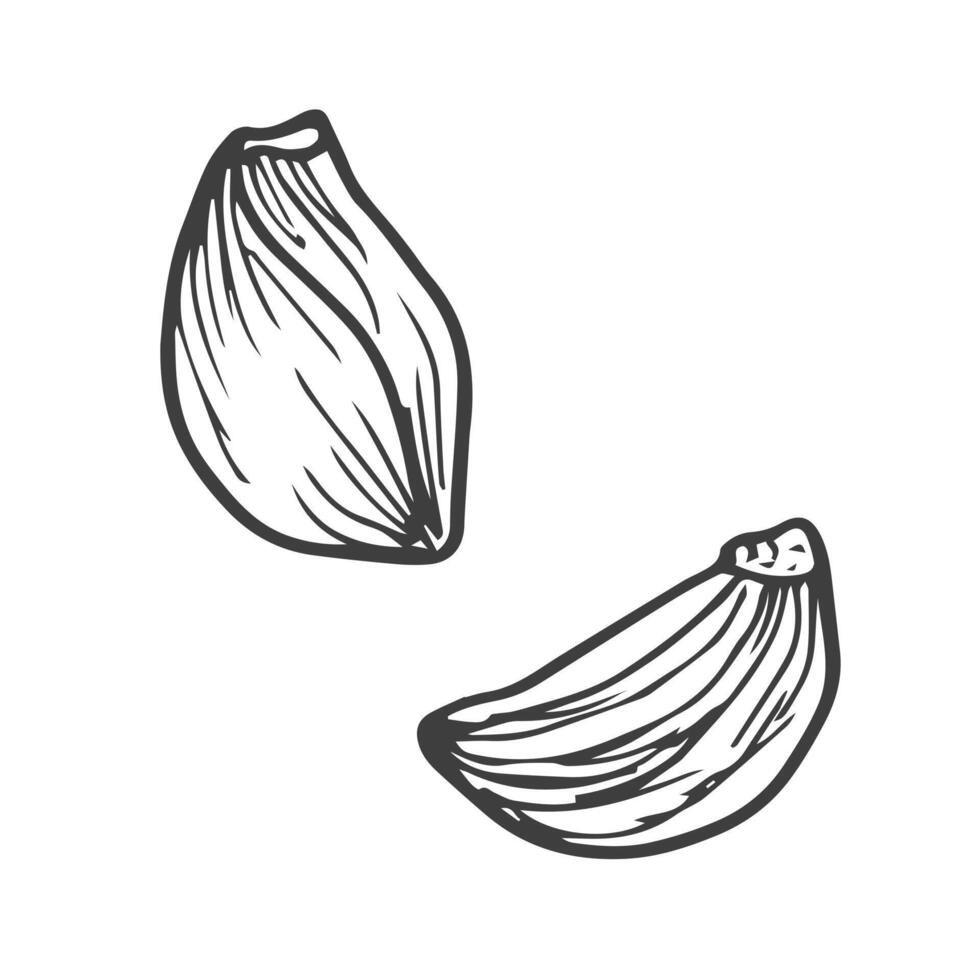 Chiodo di garofano di aglio vettore icona. schema vettore icona isolato su bianca sfondo Chiodo di garofano di aglio .
