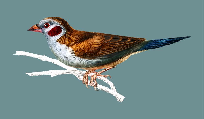 Cordonbleu rosso-cheeked (Uraeginthus Bengalus) illustrato da Charles Dessalines D &#39;Orbigny (1806-1876). Miglioramento digitale della nostra edizione del 1892 di Dictionnaire Universel D&#39;histoire Naturelle. vettore