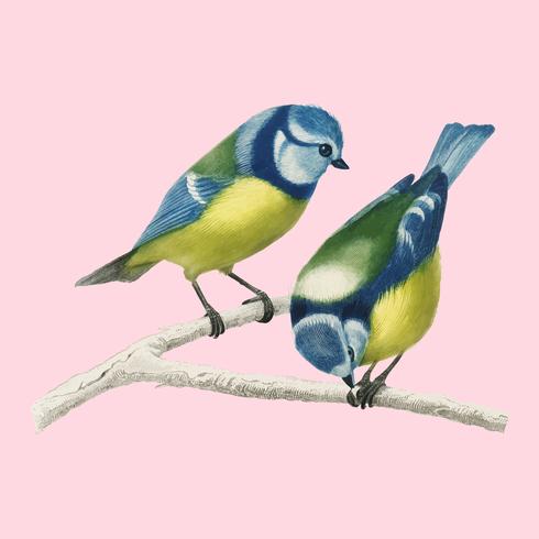 Cinciarella euroasiatica (Cianistes Caeruleus) illustrata da Charles Dessalines D &#39;Orbigny (1806-1876). Miglioramento digitale della nostra edizione del 1892 di Dictionnaire Universel D&#39;histoire Naturelle. vettore