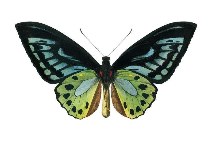Birdwing verde (Ornithoptera priamus) illustrato da Charles Dessalines D &#39;Orbigny (1806-1876). Miglioramento digitale della nostra edizione del 1892 di Dictionnaire Universel D&#39;histoire Naturelle. vettore