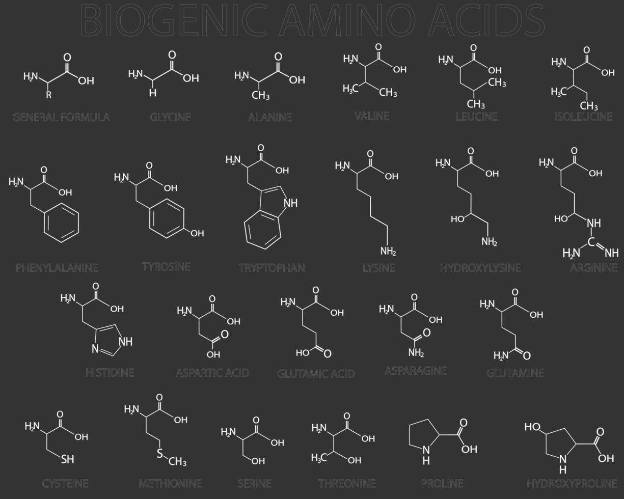 biogenico amino acidi molecolare scheletrico chimico formula vettore