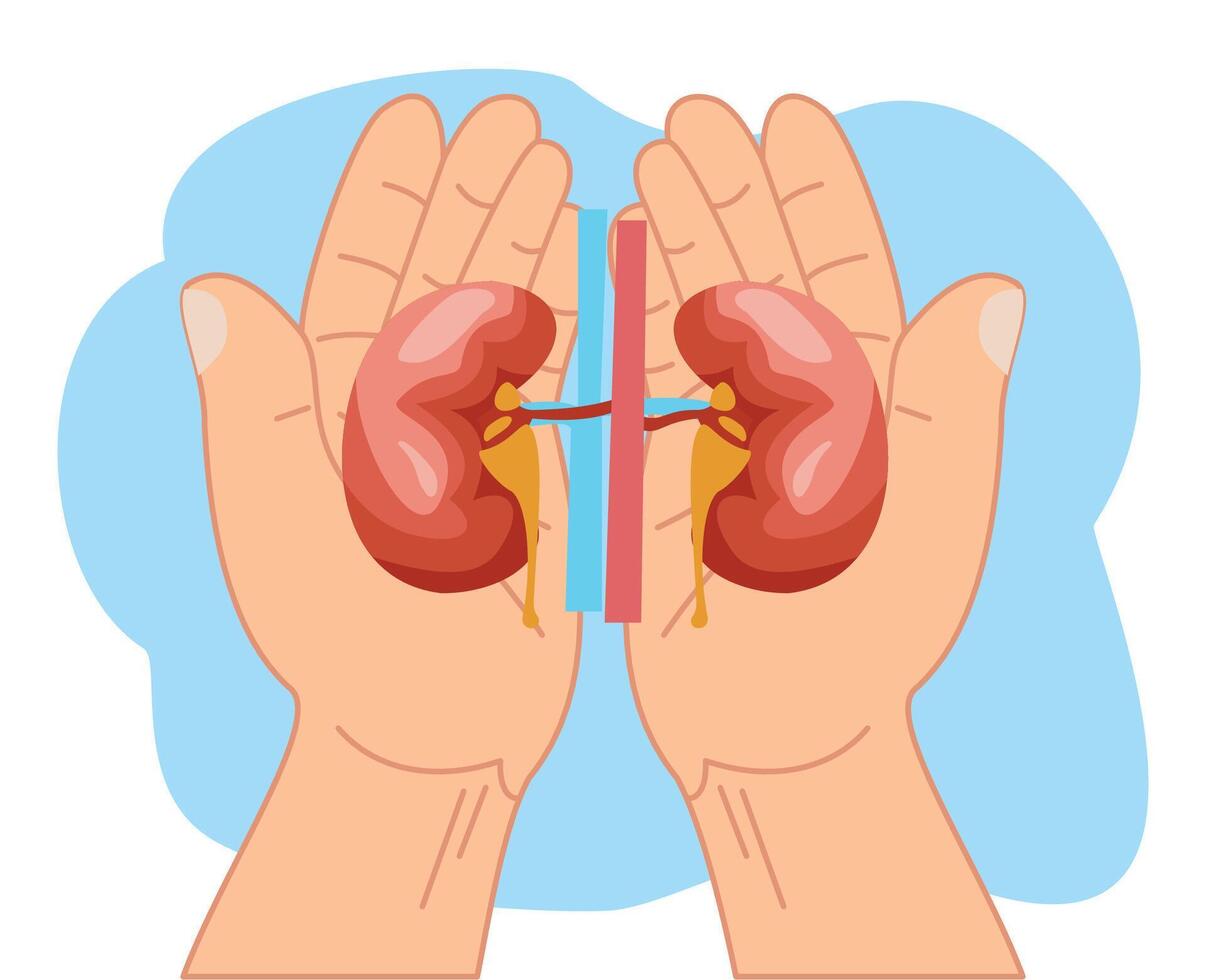 illustrazione mani Tenere rene o mondo organo donazione giorno con rene per trapianto Salvataggio vite vettore