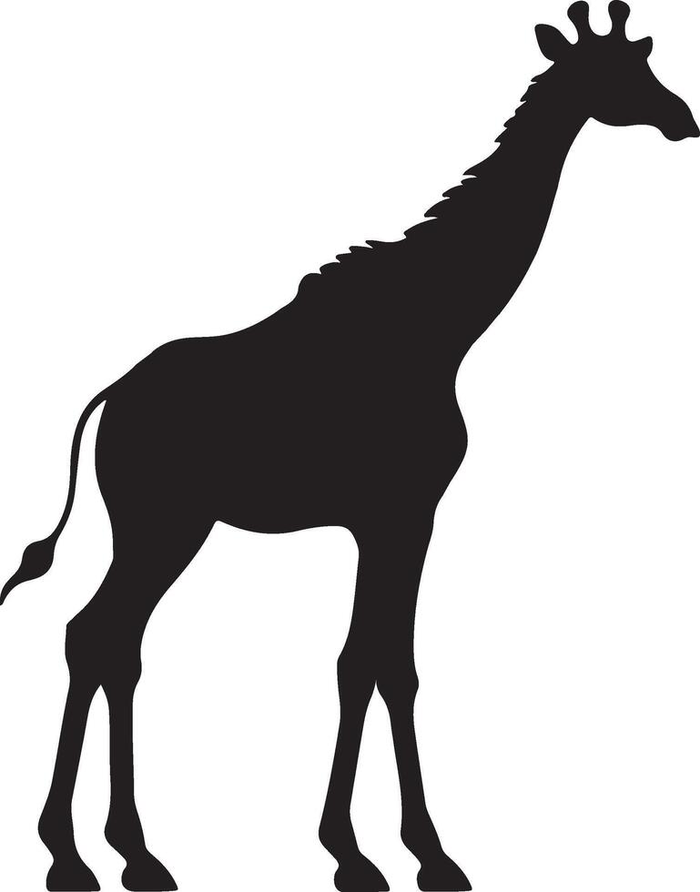 giraffa silhouette vettore illustrazione bianca sfondo