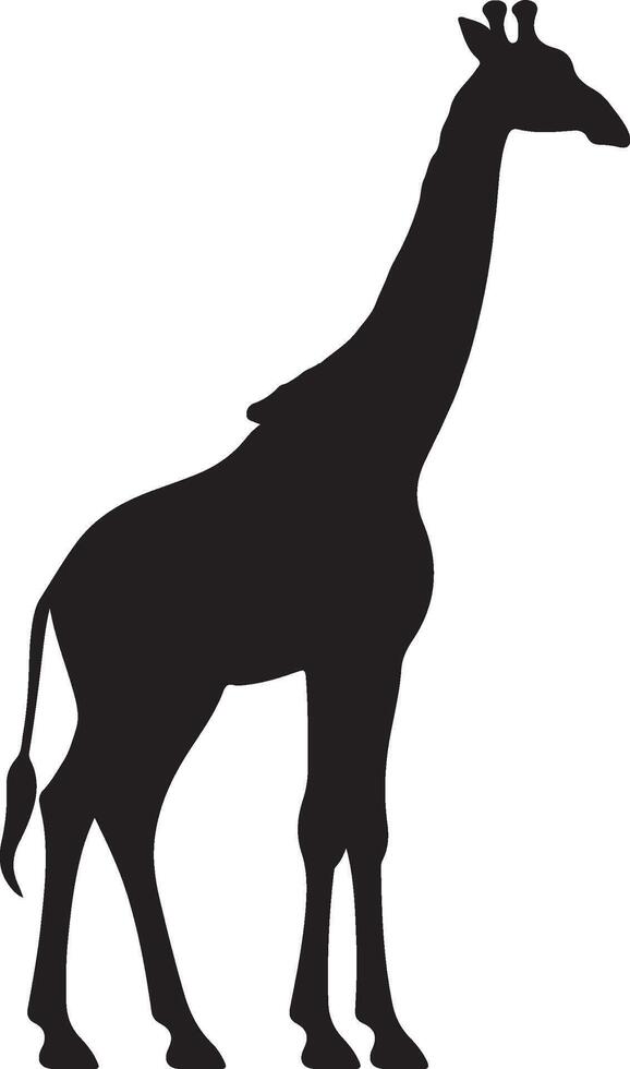 giraffa silhouette vettore illustrazione bianca sfondo