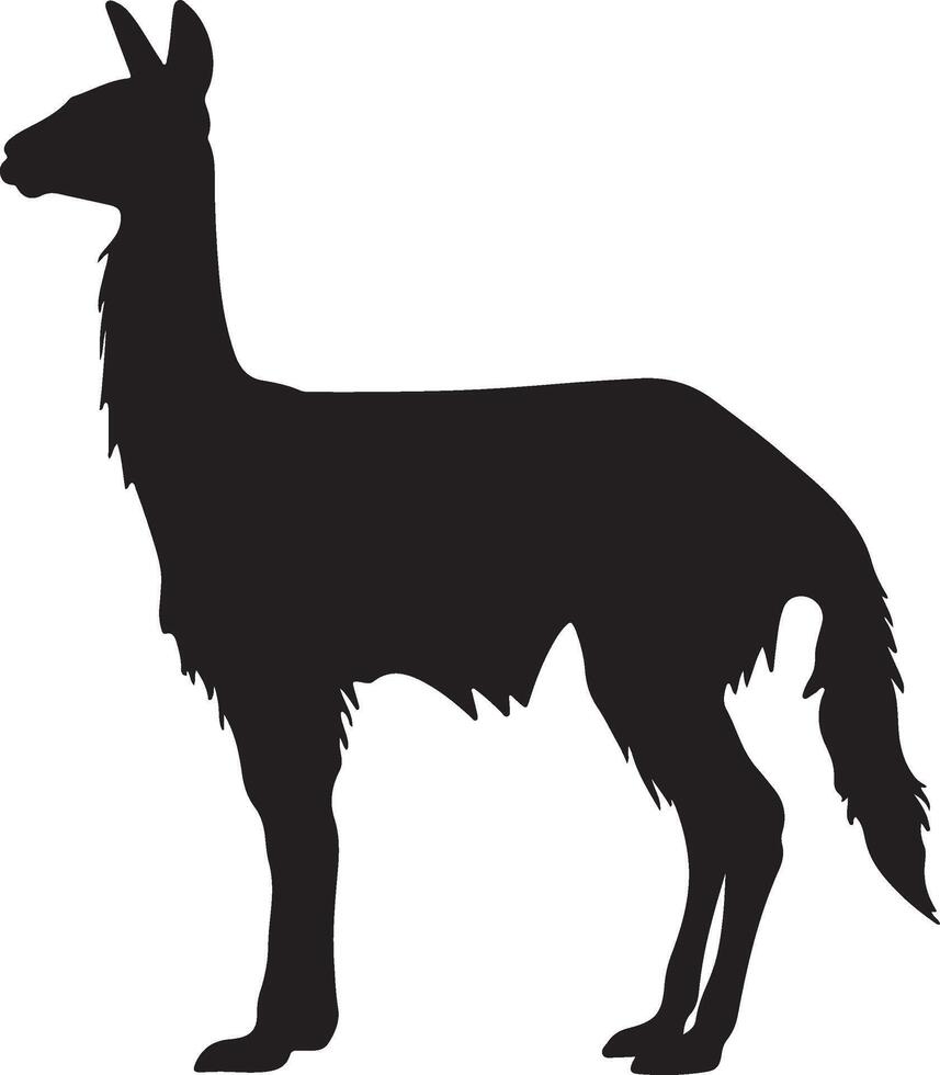 lama silhouette vettore illustrazione bianca sfondo