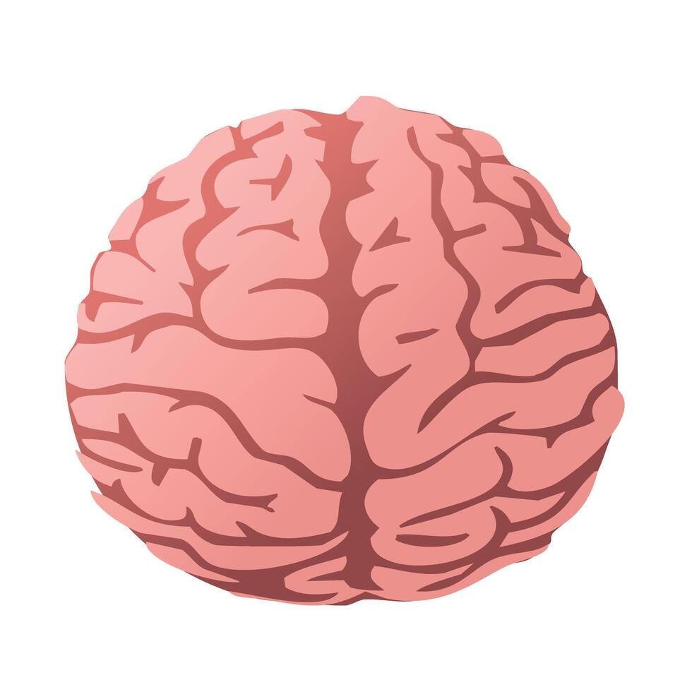 illustrazione di il umano cervello vettore
