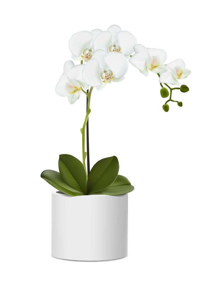 3d realistico vettore icona illustrazione. orchidea fiore nel il bianca pentola. isolato su bianca sfondo.