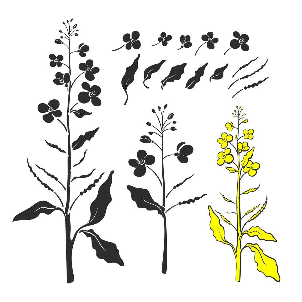 canola impostare, mostarda. vettore pianta con foglia, germoglio, seme, fiore. colza olio. salutare vegano biologico cibo. mano disegnato schizzo, arte forma. botanico illustrazione isolato su bianca sfondo.