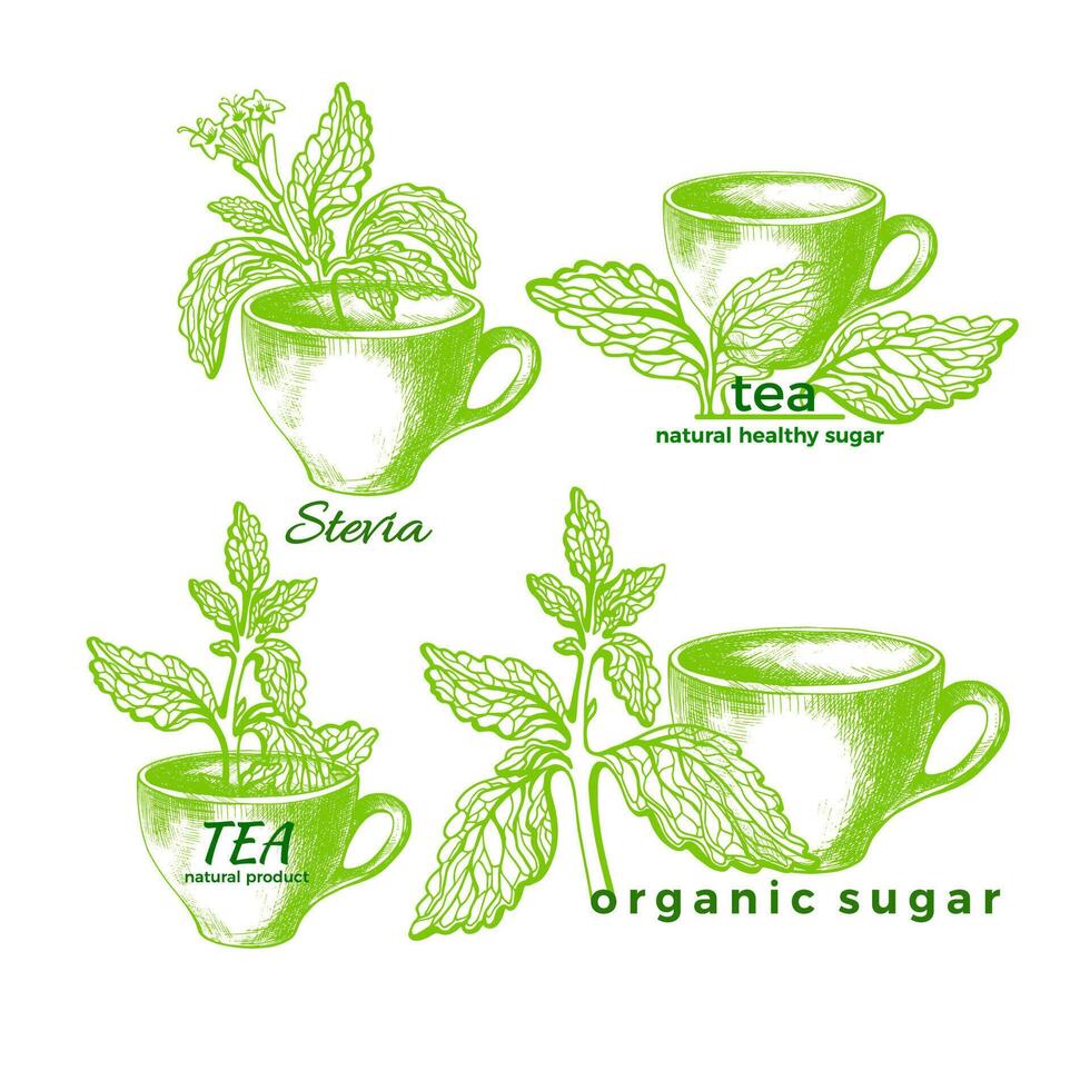Stevia e tazza impostare. vettore biologico simbolo