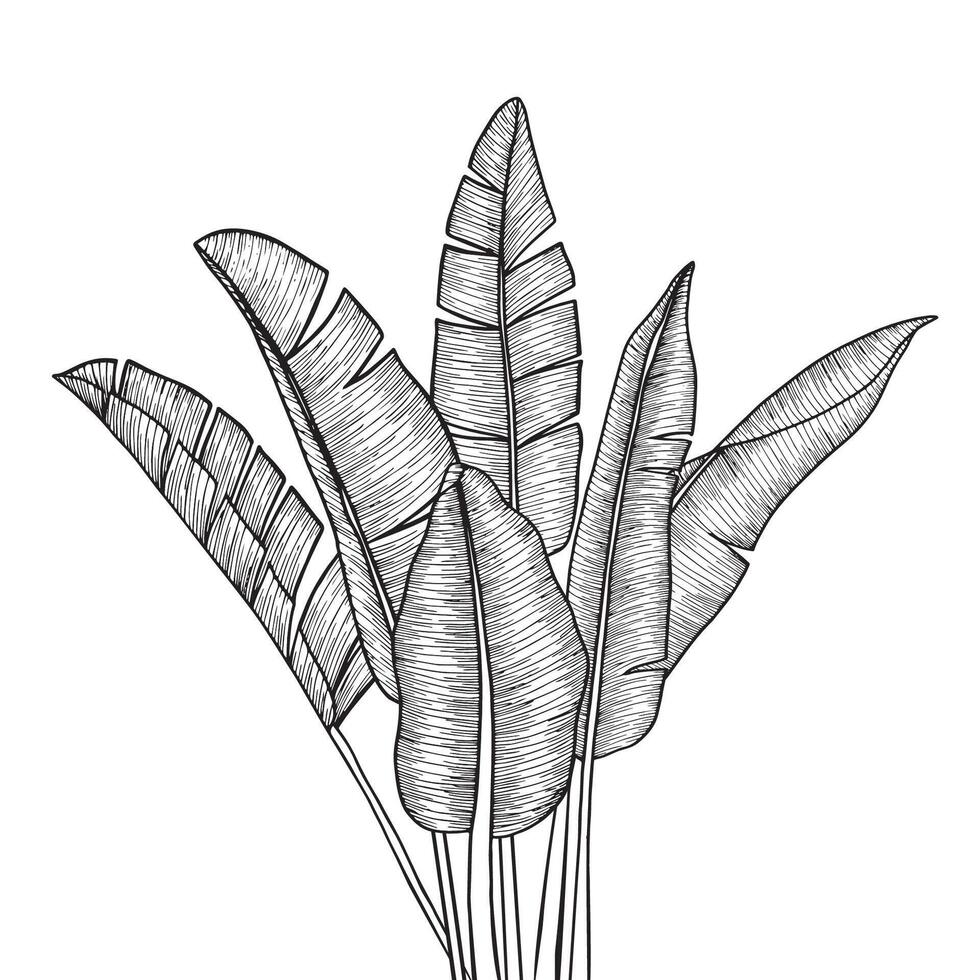 senza soluzione di continuità vettore sfondo con tropicale Banana palme nel incisione stile per sfondi, vestiario, sfondi, tessili, stampa, inviti, e vario moderno disegni.