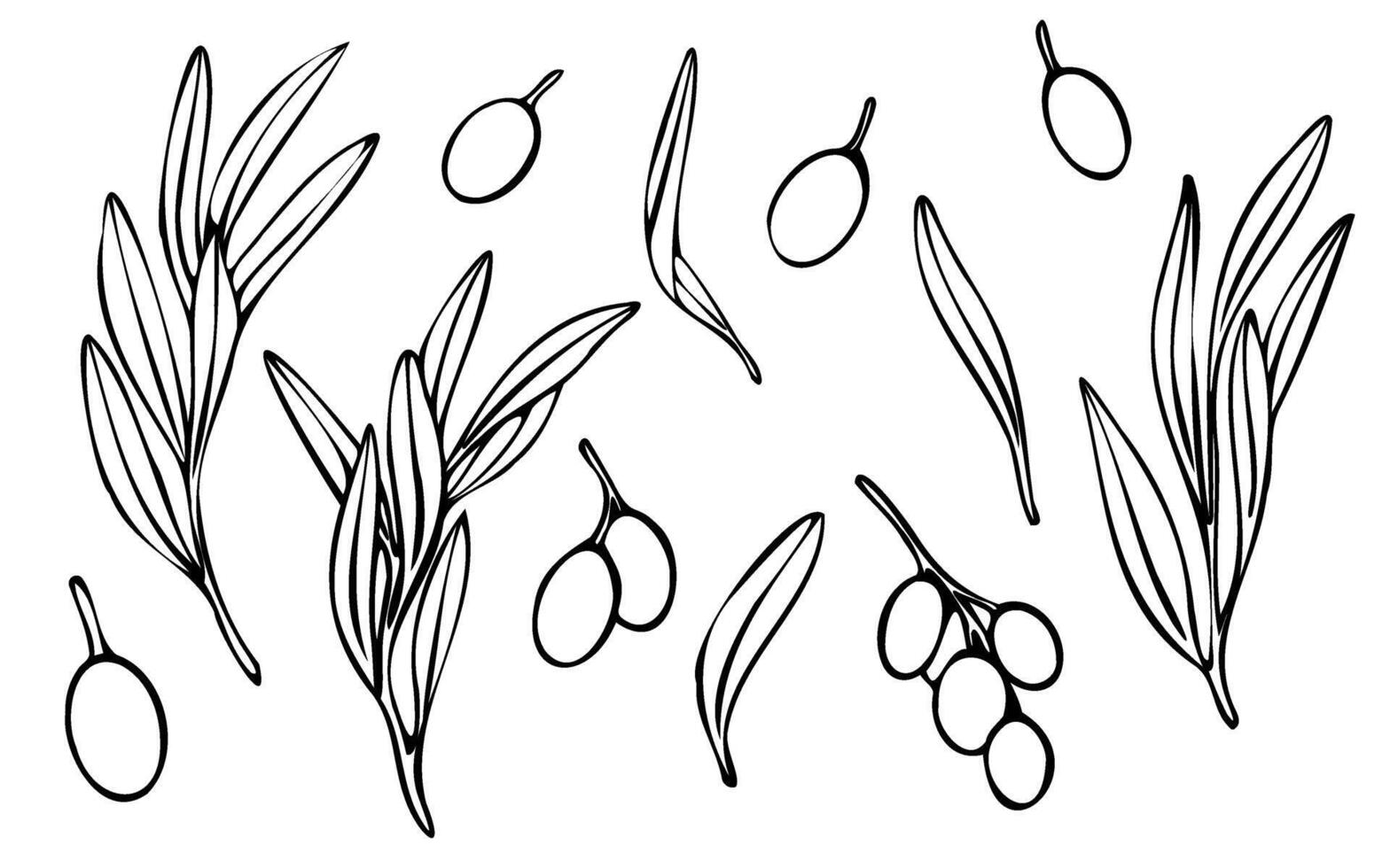 vettore oliva albero ramo con le foglie e olive frutta. mano dipinto schema floreale illustrazione, contorni senza colore riempire per logo, pacchetto disegno, saluti, sfondi, Stampa, tessuto