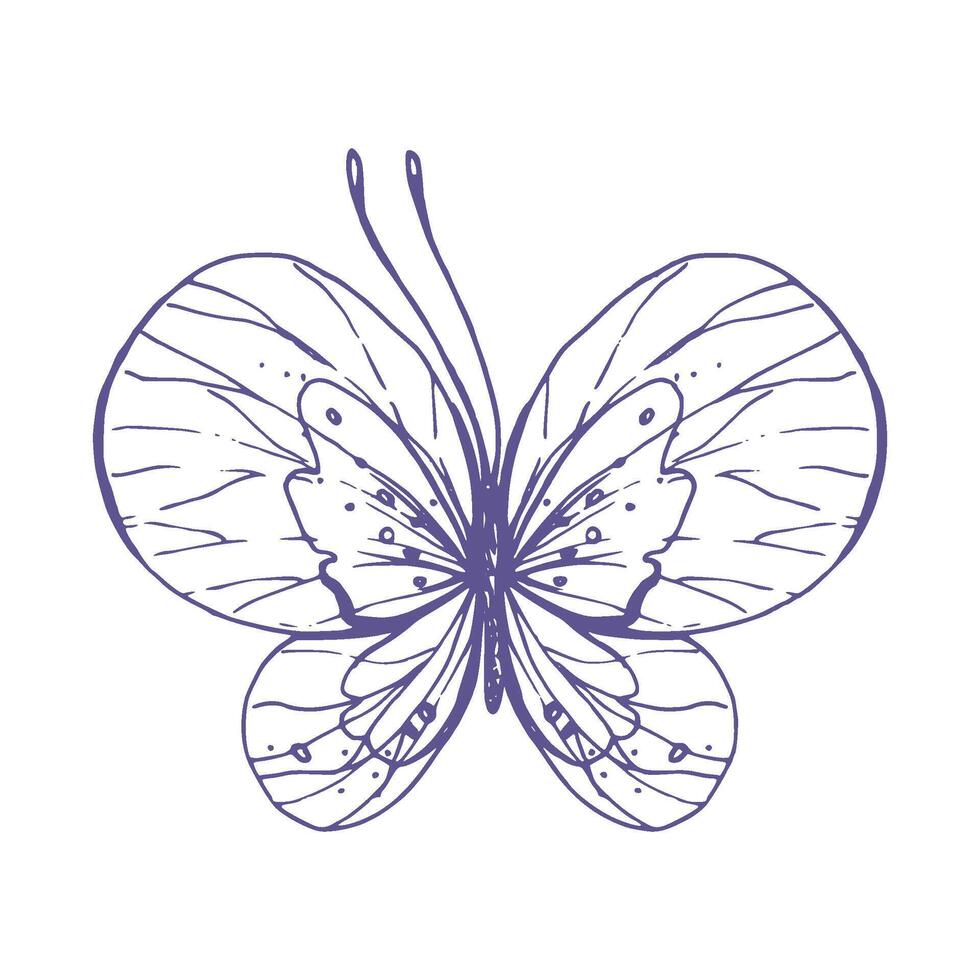 delicato farfalla con modelli su il Ali, semplice, dolce, luce, romantico. illustrazione graficamente disegnato a mano nel lilla inchiostro nel linea stile. isolato eps vettore oggetto