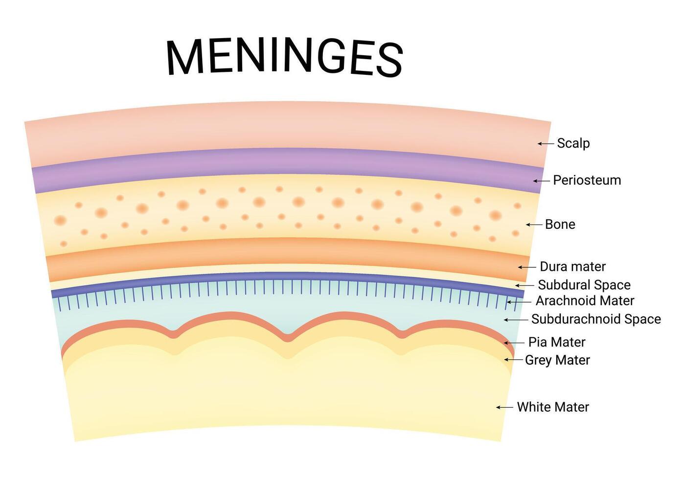 meningi scienza design vettore illustrazione diagramma