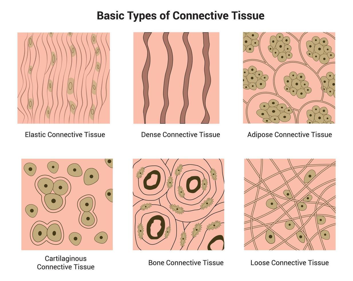 di base tipi di connettivo fazzoletto di carta scienza design vettore illustrazione diagramma