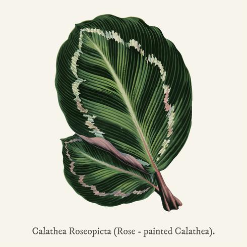 Rose Painted Calathea (Maris illustris) trovata in Shirley Hibberd&#39;s (1825-1890) New and Rare Beautiful-Leaved Plant. vettore