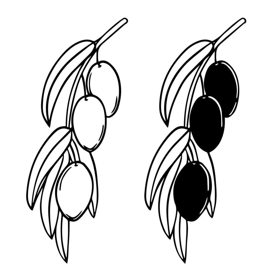 Due graficamente raffigurato rami di un oliva albero. maturo frutti di bosco per il oliva olio etichetta. vettore elemento per un' marchio, logo. bianca sfondo, monocromatico illustrazione. incisione.