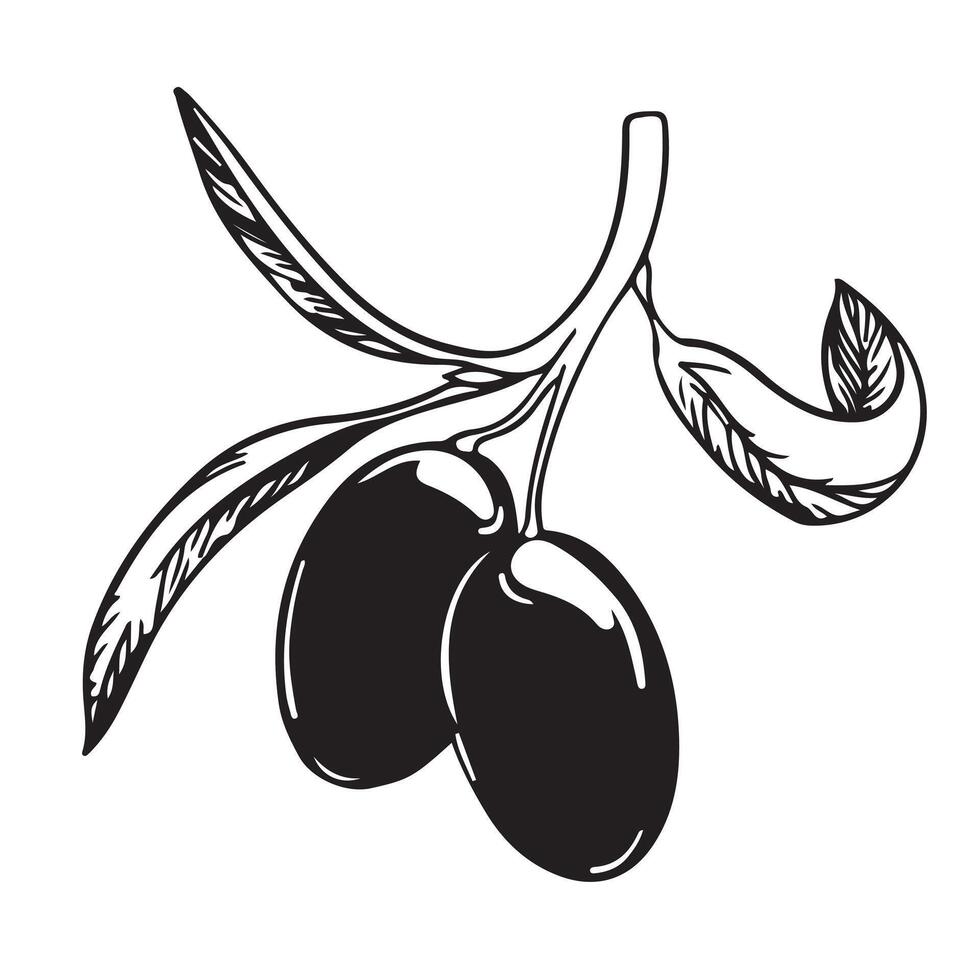 oliva ramo con nero frutti di bosco e le foglie. italiano cucina. un' simbolo di pace. greco religioso cartello. oliva albero vettore illustrazione.