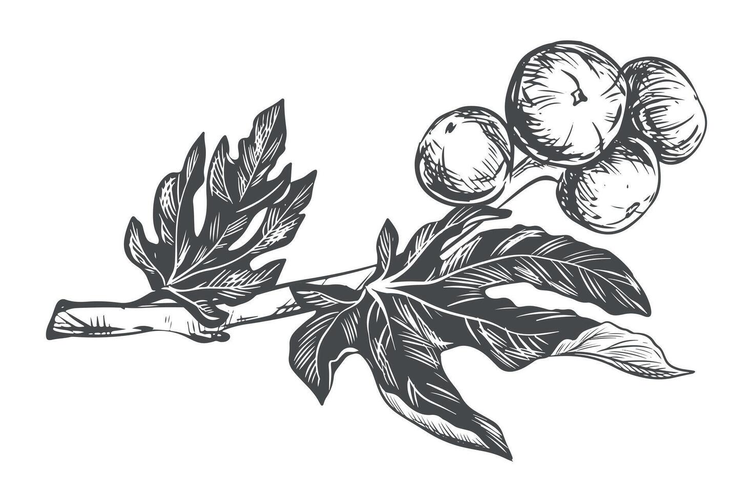 Figura ramo su un' bianca sfondo. tropicale pianta, crudo frutta, foglia. schizzo di dolce frutta. vettore Immagine nel incisione stile. adatto per confezione disegno, logo.