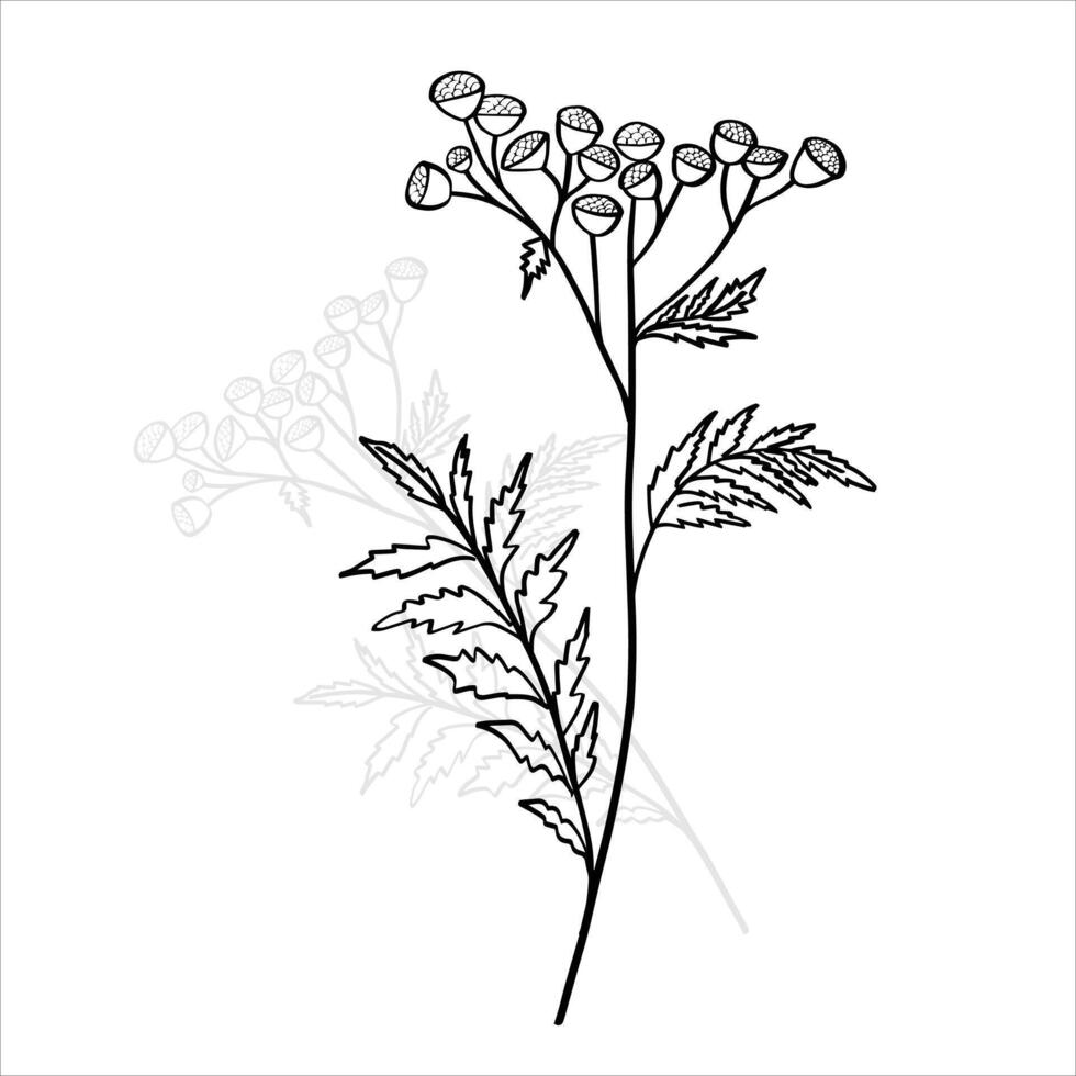 botanico nero e bianca naturale elementi vettore sfondo
