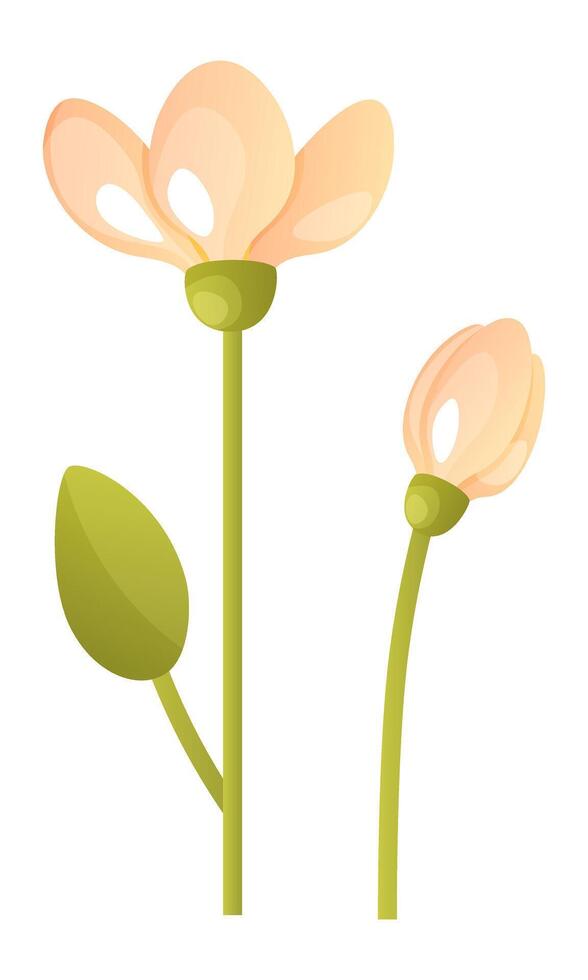 illustrazione di bucaneve su un' bianca sfondo. primo primavera fiore, primula. bucaneve germoglio, bucaneve nel fioritura, su un' stelo con le foglie. internazionale bucaneve giorno. vettore botanico illustrazione.