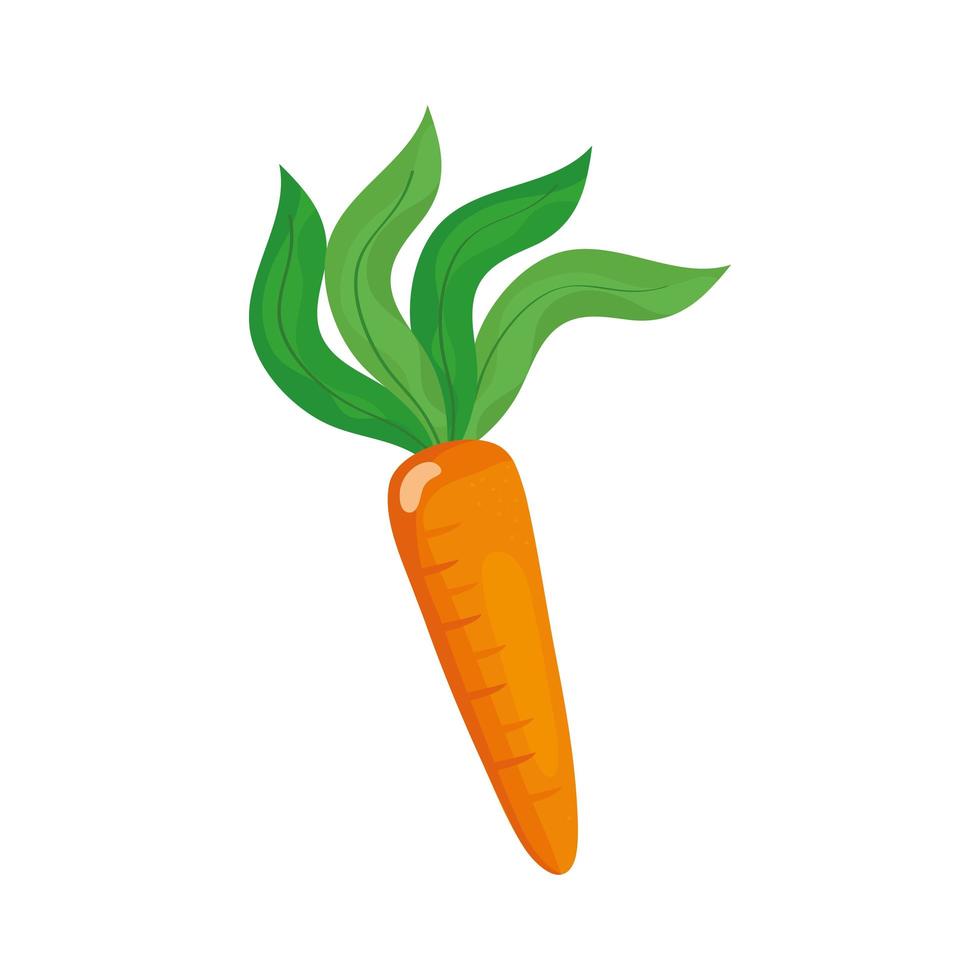 verdura di carota isolata vettore