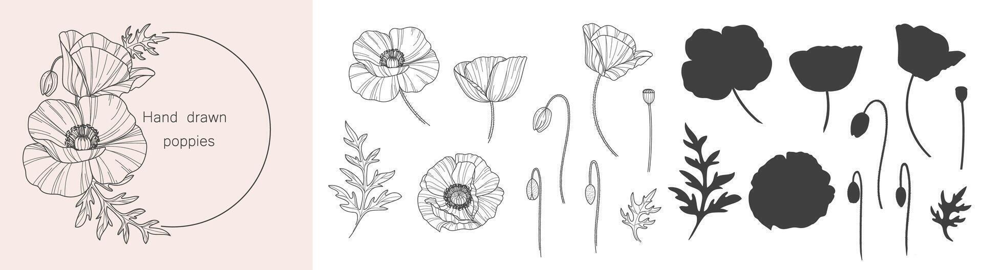 schizzo di fiore botanica collezione. disegni di papavero fiori. nero e bianca disegno con linea arte su un' bianca sfondo. mano disegnato botanico illustrazioni. vettore