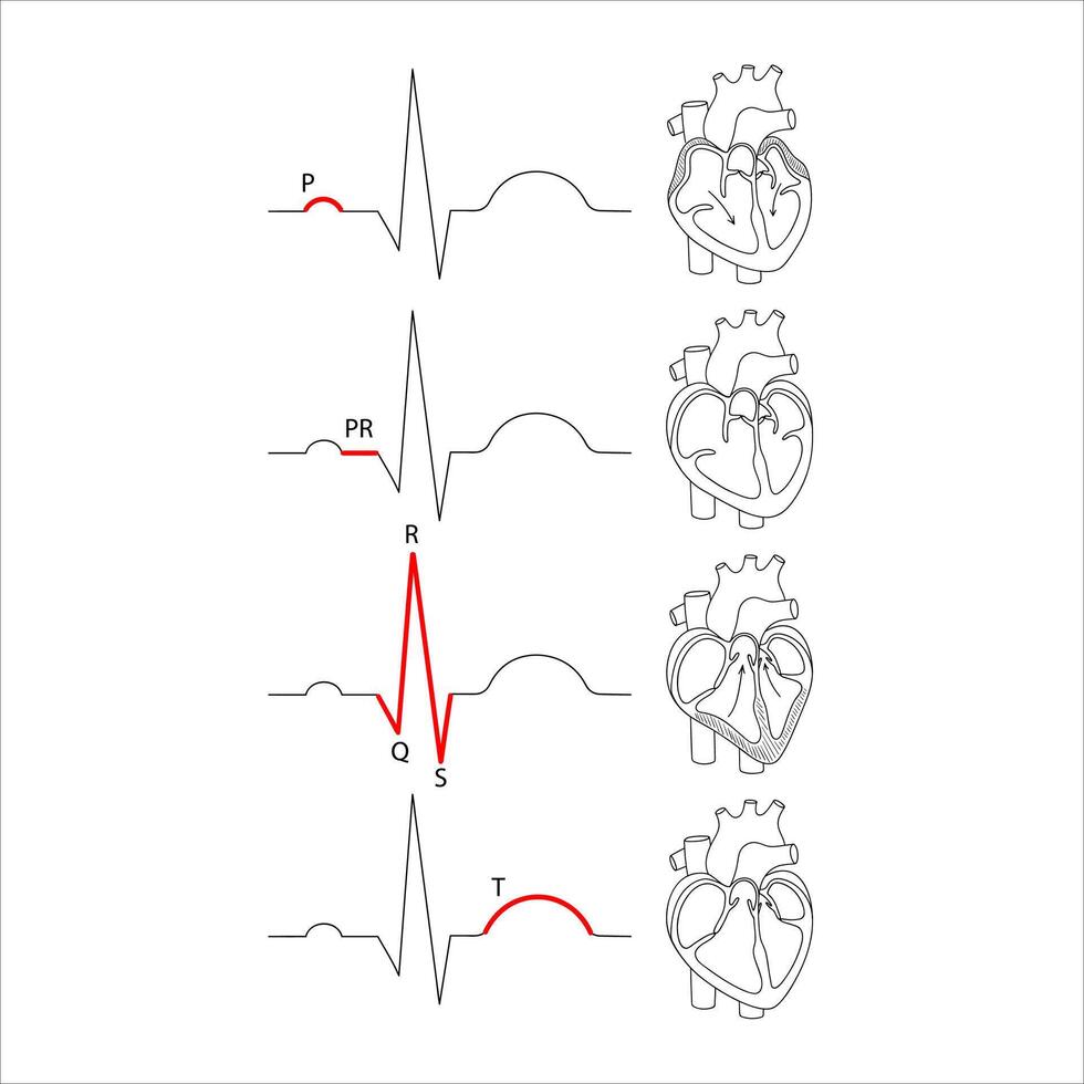 decifrare il cardiogramma di il cuore, medico anatomico illustrazione nel scarabocchio lineare stile vettore
