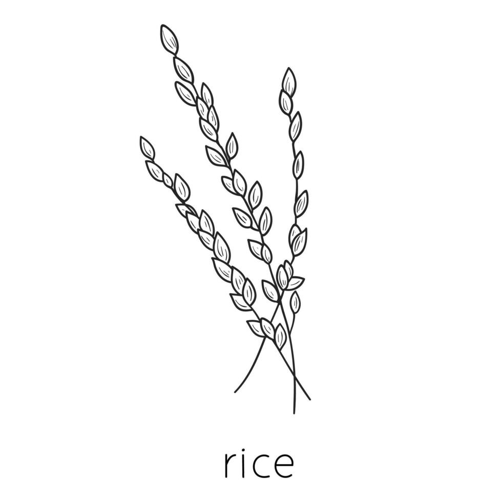 cereale scarabocchio, schizzo Riso, agricoltura, magro linea arte di cereale impianti. vettore