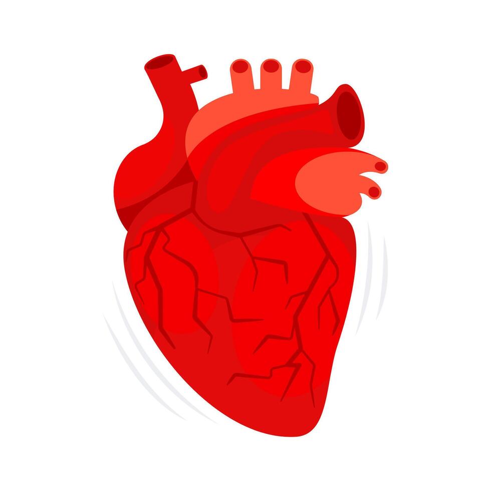 umano cuore. il cuore con il venoso sistema. cardiologia, anatomia concetto. vettore illustrazione