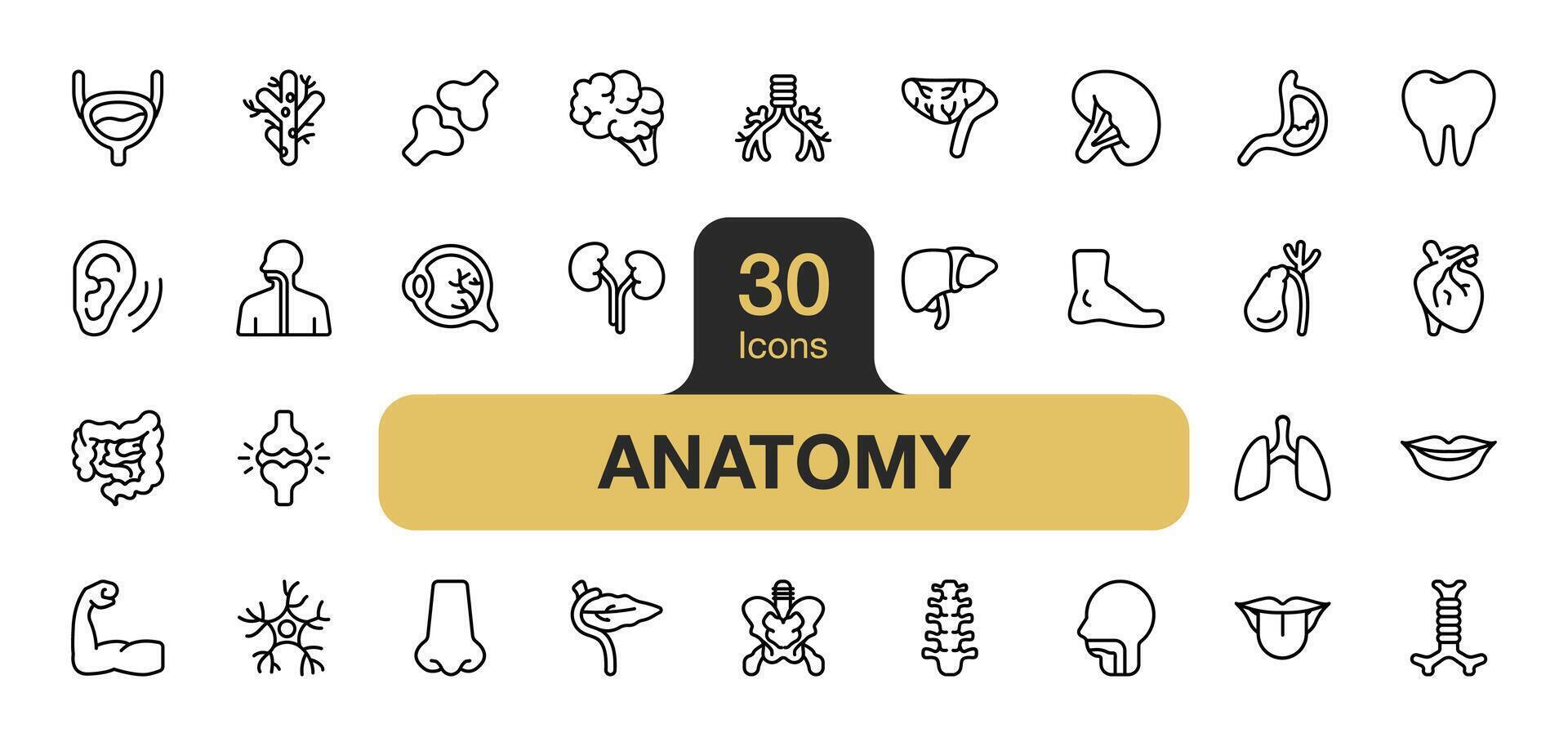 impostato di 30 anatomia icona elemento imposta. include polmoni, denti, trachea, muscolo, nervi, occhi, naso, bocca, e di più. schema icone vettore collezione.