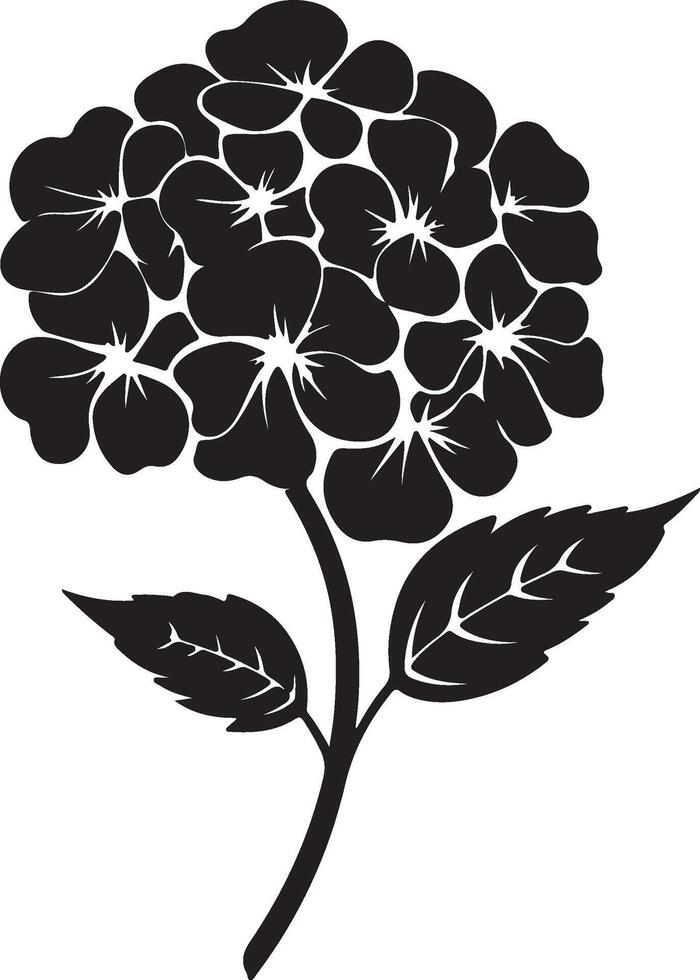 ortensia fiore silhouette vettore illustrazione bianca sfondo