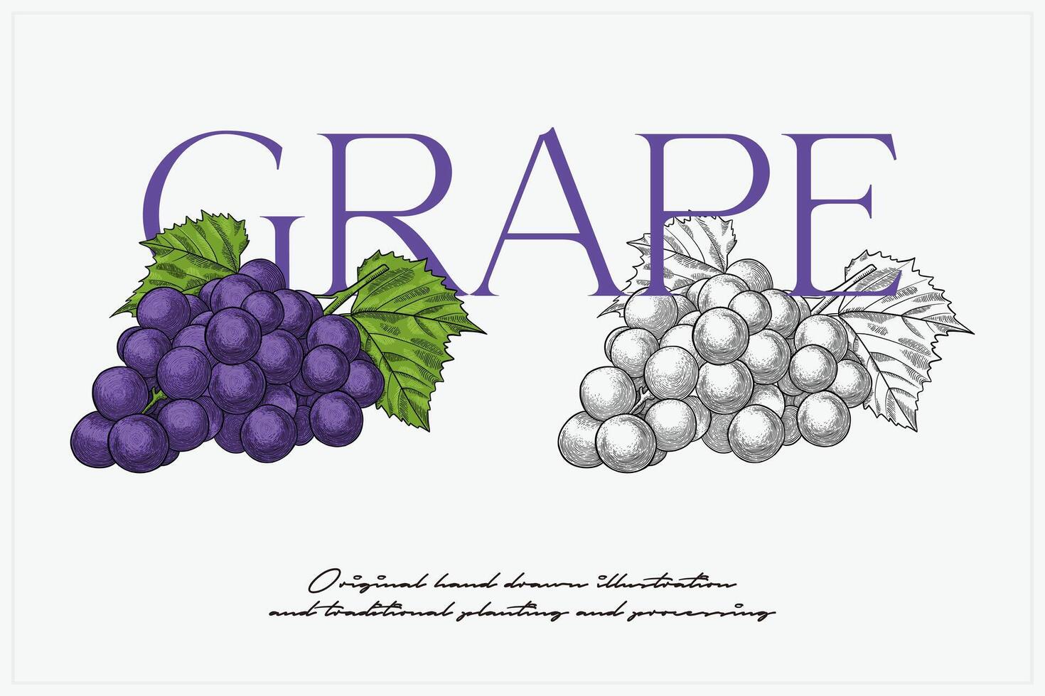 illustrazione di frutta d'uva disegnata a mano vettore